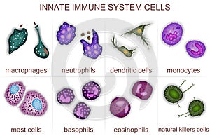 Set of innate immune system cells, vector illustration photo